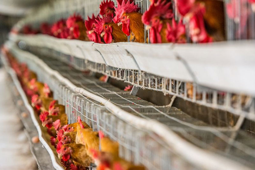 工業大風扇在雞舍的應用 養殖場大吊扇工程